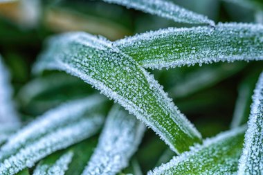 Buzlu ot ve dallar Kış Kış Dondurması Buzlu kristaller Çimlerin üzerindeki buzlar Yeşil çimenlerin üzerindeki buzlar