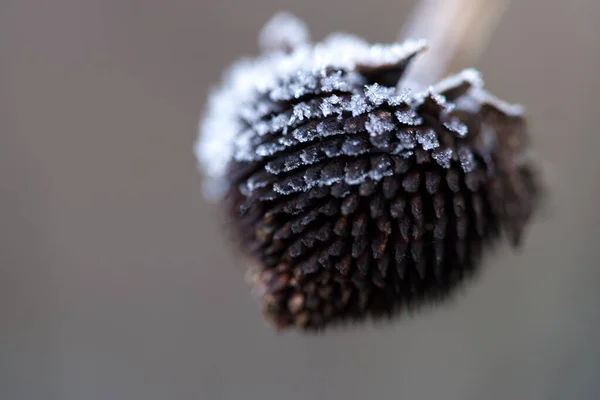 Makro Nahaufnahme Von Frostkristallen Auf Einem Trockenen Bienenbalsam Samenkopf — Stockfoto