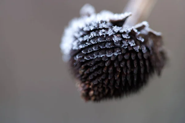 Macro Close Van Vorstkristallen Een Droge Balsemzaadkop — Stockfoto