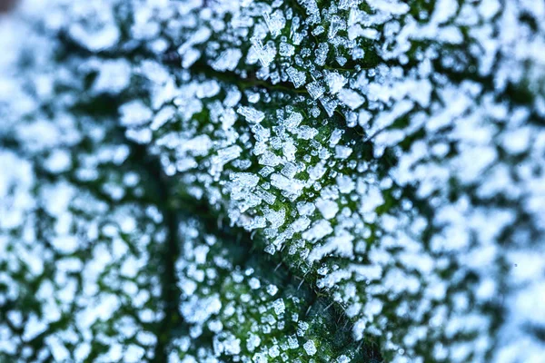 Hoja Árbol Cerca Patrón Mosaico Venas Células Vegetales Fondo Teñido — Foto de Stock