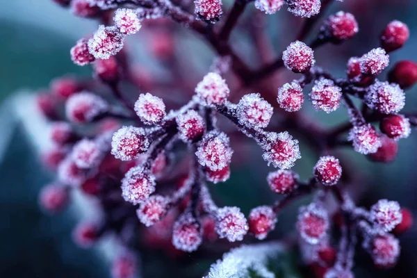 Strauchpflanze Mit Runden Beeren Darauf Geschneit — Stockfoto