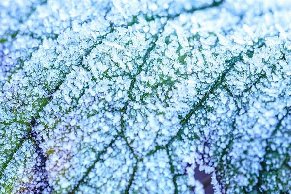 特写树叶 植物静脉和细胞的花叶图案 蓝色色调的背景类似于冬季窗玻璃上的霜冻图案 — 图库照片