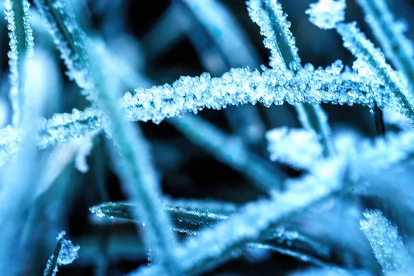 Трава Гілки Льодом Мороз Зима Осінь Морози Кристали Льоду Траві — стокове фото
