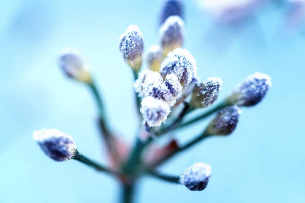 雪の下で春の花 晩雪下で花を咲かせる枝 被写界深度が浅いマクロショット — ストック写真
