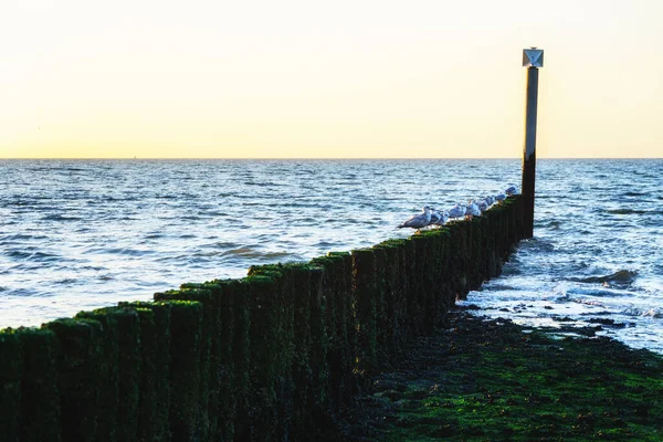 Piękny Pejzaż Morski Holenderskim Wybrzeżu Cadzand Zeeland Holland Rzędem Falochronów — Zdjęcie stockowe