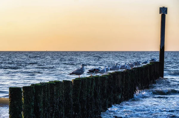 Piękny Pejzaż Morski Holenderskim Wybrzeżu Cadzand Zeeland Holland Rzędem Falochronów — Zdjęcie stockowe