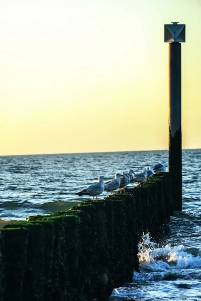 Piękny Pejzaż Morski Holenderskim Wybrzeżu Cadzand Zeeland Holland Rzędem Falochronów — Zdjęcie stockowe