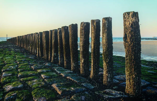 Pole Heads Wave Breakers Verdwijnen Van Dichtbij Noordzee Nederland — Stockfoto