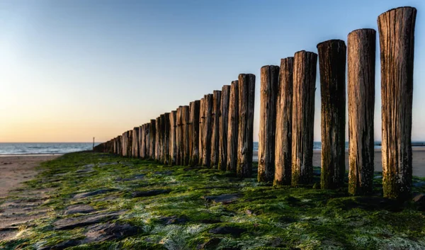 Pole Heads Wave Breakers Close Disappearing North Sea Holland — Foto de Stock