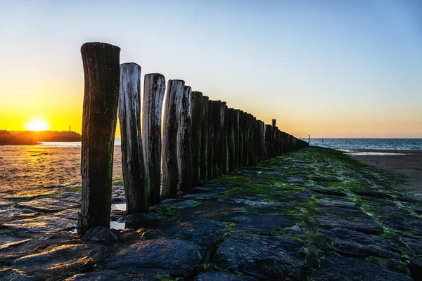 Pole Heads Wave Breakers Close Disappearing North Sea Holland — Foto de Stock