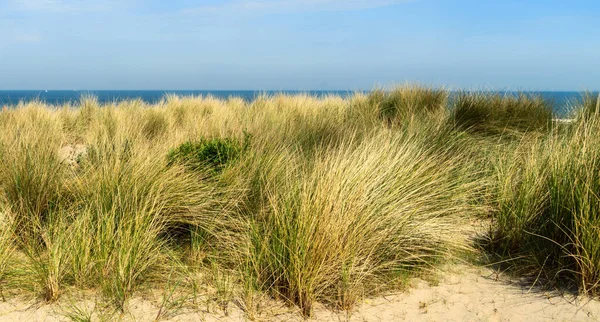 Grama Marram Nas Dunas Mar Norte — Fotografia de Stock