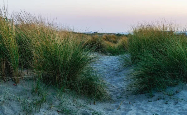 Marram Græs Klitterne Nordsøen - Stock-foto