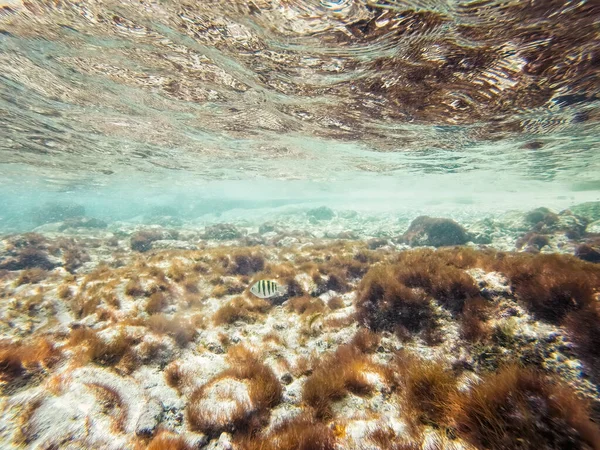 Curacao Tropical Reef Shallow Sea Snorkeling Fish Corals Underwater Photography —  Fotos de Stock