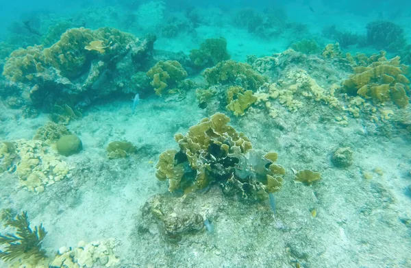 Curacao Tropical Reef Shallow Sea Snorkeling Fish Corals Underwater Photography —  Fotos de Stock