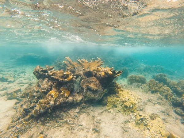 Curacao Tropical Reef Shallow Sea Snorkeling Fish Corals Underwater Photography —  Fotos de Stock