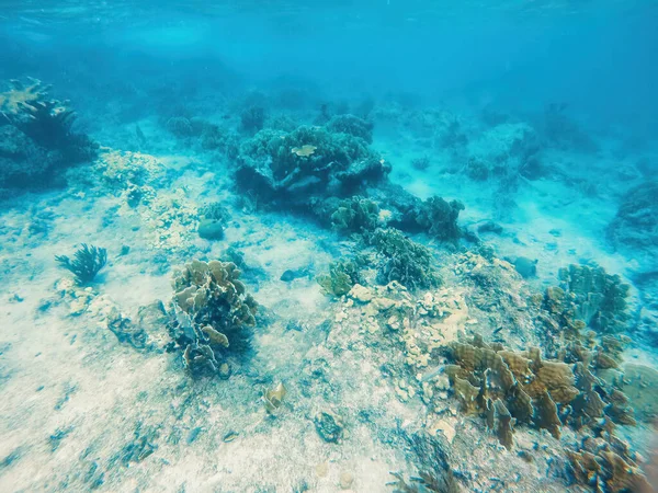 Curacao Tropical Reef Shallow Sea Snorkeling Fish Corals Underwater Photography — стоковое фото