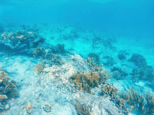 Curacao Tropical Reef Shallow Sea Snorkeling Fish Corals Underwater Photography — Zdjęcie stockowe