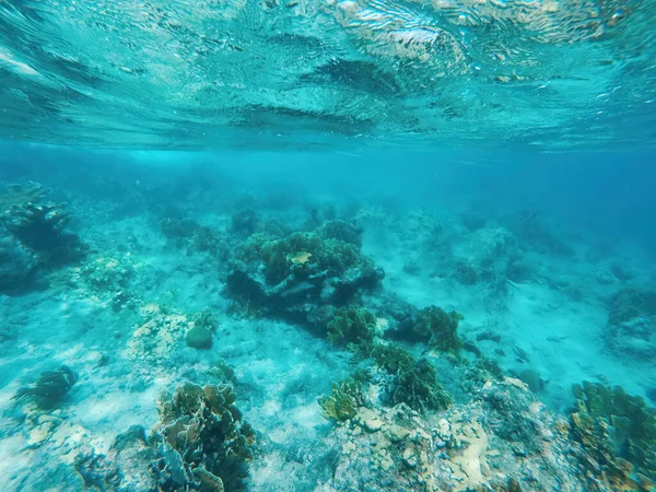 Curacao Tropical Reef Shallow Sea Snorkeling Fish Corals Underwater Photography — 图库照片