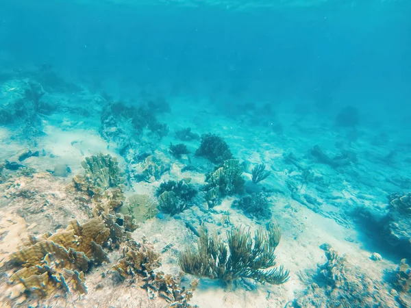 Curacao Tropical Reef Shallow Sea Snorkeling Fish Corals Underwater Photography — Stock Fotó