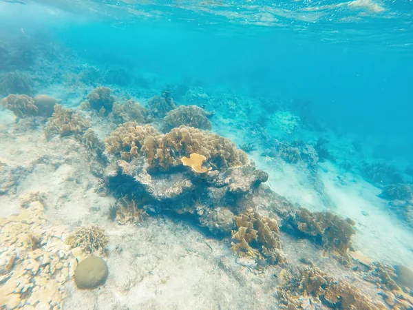 Curacao Tropical Reef Shallow Sea Snorkeling Fish Corals Underwater Photography —  Fotos de Stock