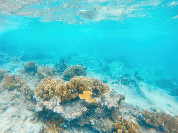 Curacao Tropical Reef Shallow Sea Snorkeling Fish Corals Underwater Photography —  Fotos de Stock
