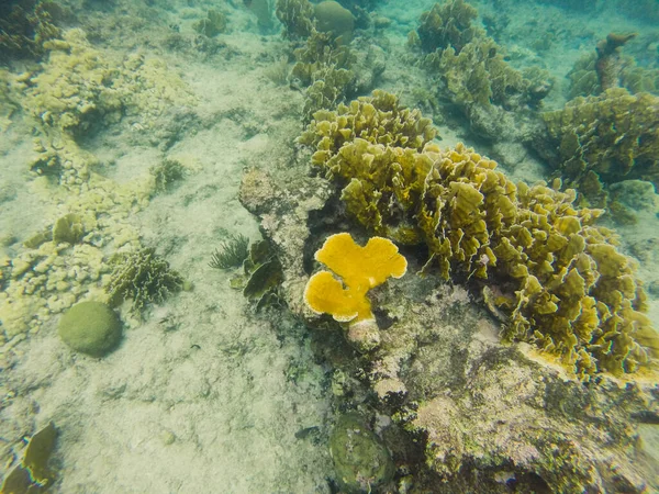 Curacao Tropisch Rif Ondiepe Zee Snorkelen Met Vis Koralen Onderwaterfotografie — Stockfoto