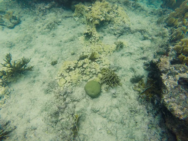 Curacao Tropical Reef Shallow Sea Snorkeling Fish Corals Underwater Photography — 图库照片