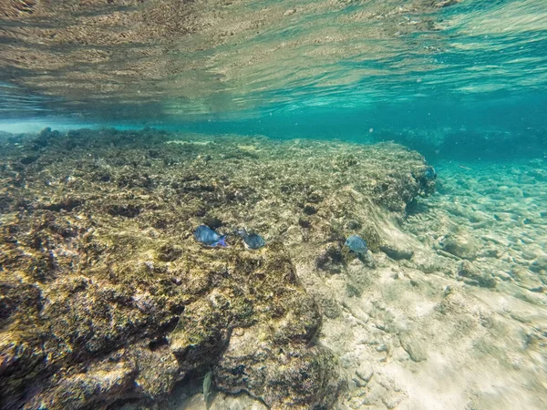 Curacao Tropical Reef Shallow Sea Snorkeling Fish Corals Underwater Photography — Fotografia de Stock
