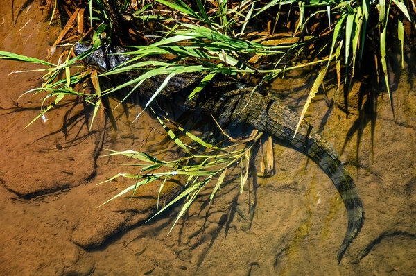 Yacare caiman (Caiman yacare) in the lower Iguazu River downstream from the falls on the border between Argentina and Brazil.