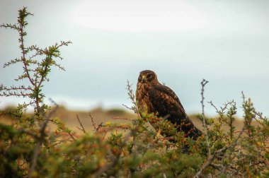 Black-chested Buzzard Eagle (Geranoaetus melanoleucas) high up in the mountains of the Torres del Paine National Park in Chilean Patagonia