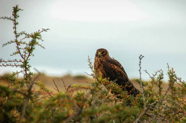 Black Chested Buzzard Eagle Geranoaetus Melanoleucas High Mountains Torres Del — Foto de Stock