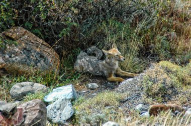 Torres del Paine Milli Parkı 'ndaki Pehoe Gölü' nde Patagonya Tilkisi