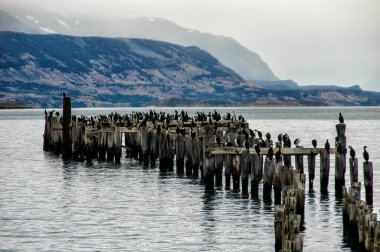 Kral Karabatak kolonisi, Eski Rıhtım, Puerto Natales, Antarktika Patagonyası, Şili