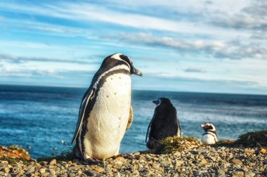 Patagonya, Şili, Güney Amerika 'daki Magdalena adasında doğal ortamdaki Macellan penguenleri