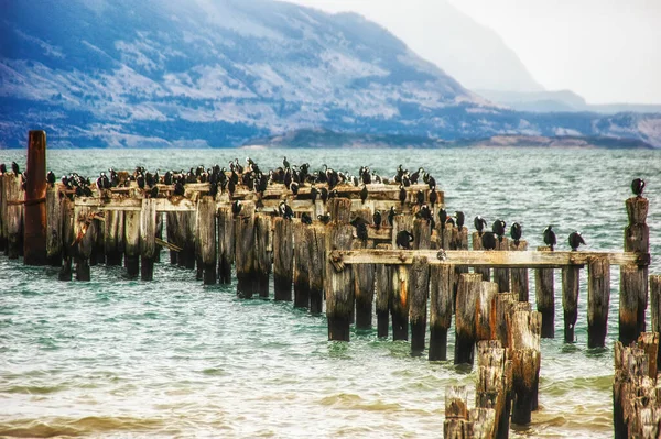 King Cormorant Colony Old Dock Puerto Natales Patagônia Antártica Chile — Fotografia de Stock
