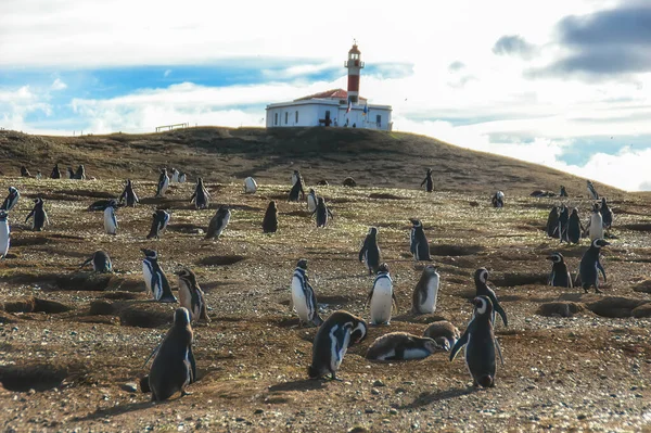 Die Pinguinkolonie Auf Der Insel Magdalena — Stockfoto