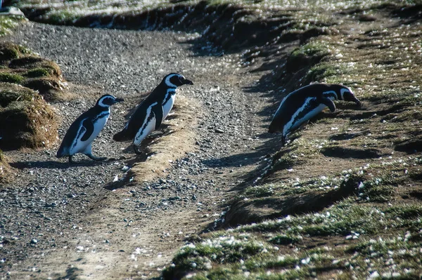 Viele Magellanische Pinguine Natürlicher Umgebung Auf Der Insel Magdalena Patagonien — Stockfoto