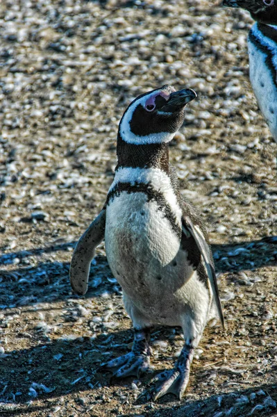 Många Magellanska Pingviner Naturlig Miljö Magdalena Patagonien Chile Sydamerika — Stockfoto