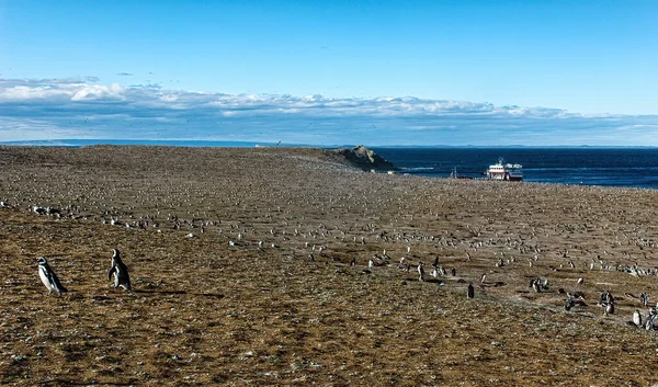 Isla Magdalena Hogar 50000 Pingüinos Megelánicos Patagonia Chile — Foto de Stock