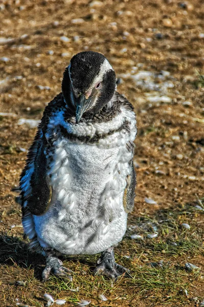 Stehender Junger Magellanpinguin Spheniscus Magellanicus Der Küste Der Insel Magdalena — Stockfoto