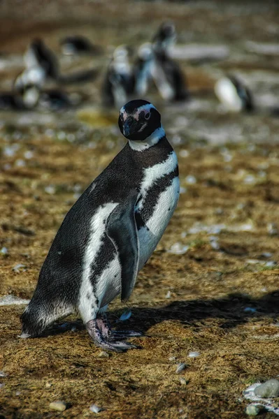 Magellanic penguins in natural environment on Magdalena island in Patagonia, Chile, South America