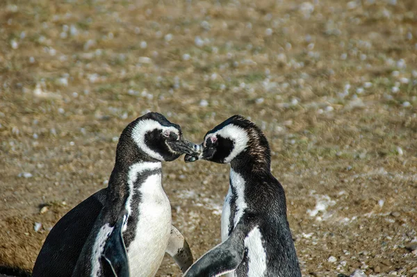 Magellanpinguine Natürlicher Umgebung Auf Der Insel Magdalena Patagonien Chile Südamerika — Stockfoto