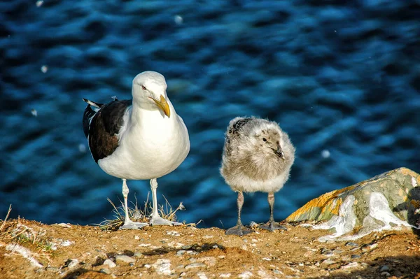 Yung Seetang Möwe Larus Dominicanus Isla Magdalena Patagonien Chili — Stockfoto