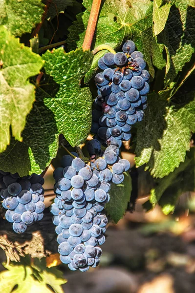 Vine Grapes Just Harvest — Stock Photo, Image