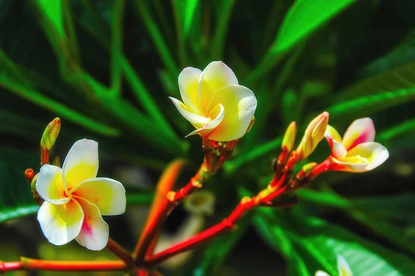 Zbliżenie Pięknego Niebezpiecznego Białego Kwiatu Gałęzi Drzewa Kwitnienie Drzewa Tung — Zdjęcie stockowe