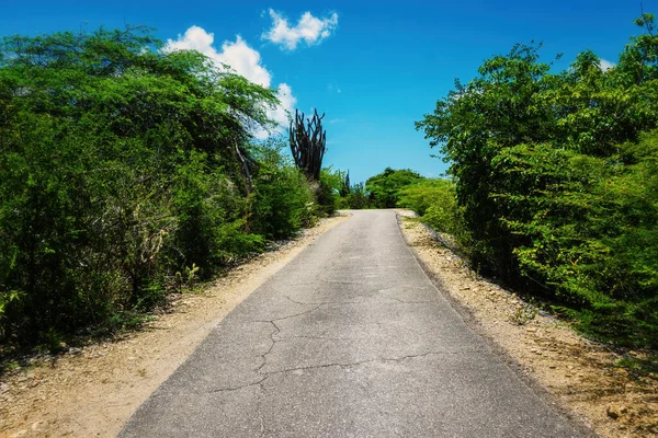 Camino Rodeado Verdes Paisajes Bajo Cielo Azul Bonaire Caribe — Foto de Stock