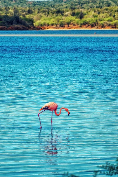 Flamingos Lago Goto Bonaire — Fotografia de Stock