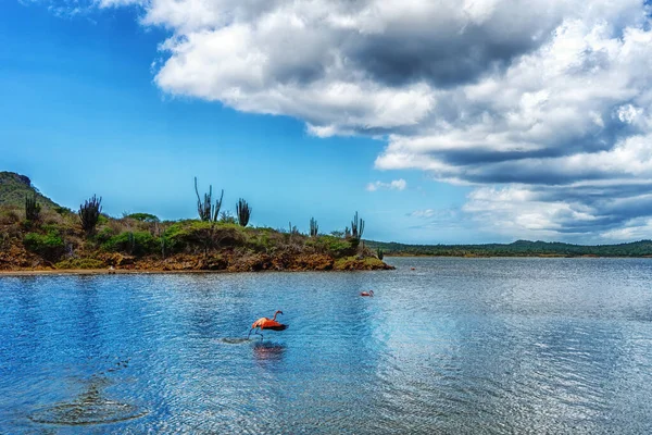 ボネールの後藤湖のフラミンゴ — ストック写真