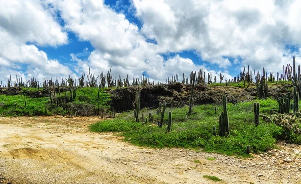 the cactus landscape of the inner island of Bonaire, Netherlands Antilles.