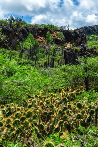 the cactus landscape of the inner island of Bonaire, Netherlands Antilles.